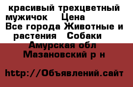 красивый трехцветный мужичок  › Цена ­ 10 000 - Все города Животные и растения » Собаки   . Амурская обл.,Мазановский р-н